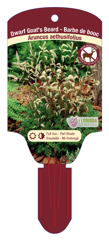 Aruncus aethusifolius 5.5" Pot