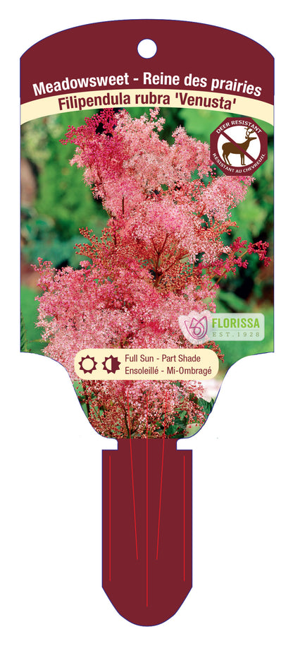 Meadowsweet