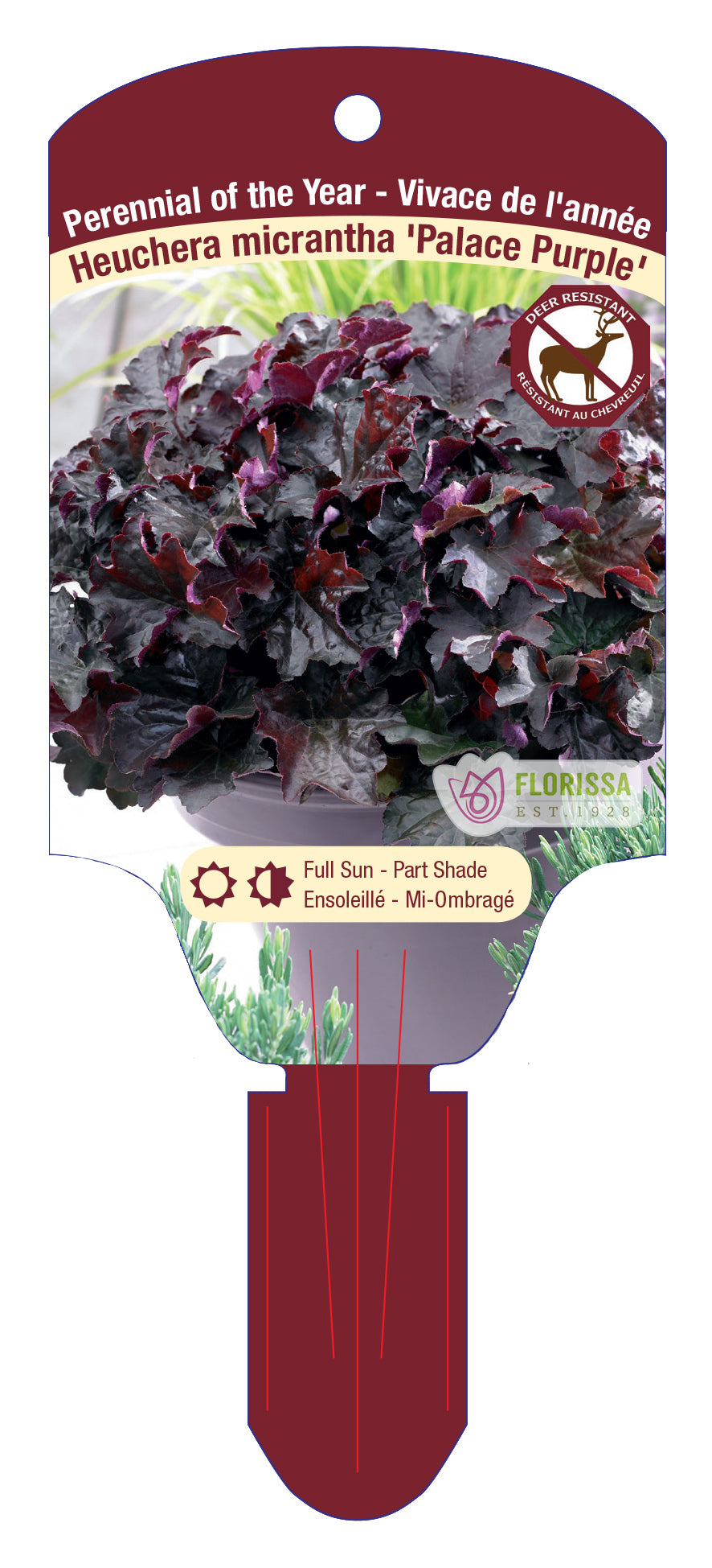 Coral Bells 'Palace Purple'