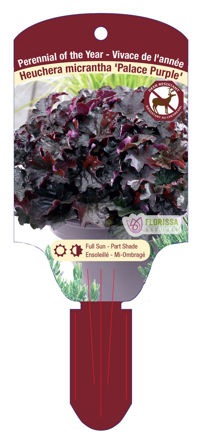 Coral Bells 'Palace Purple'
