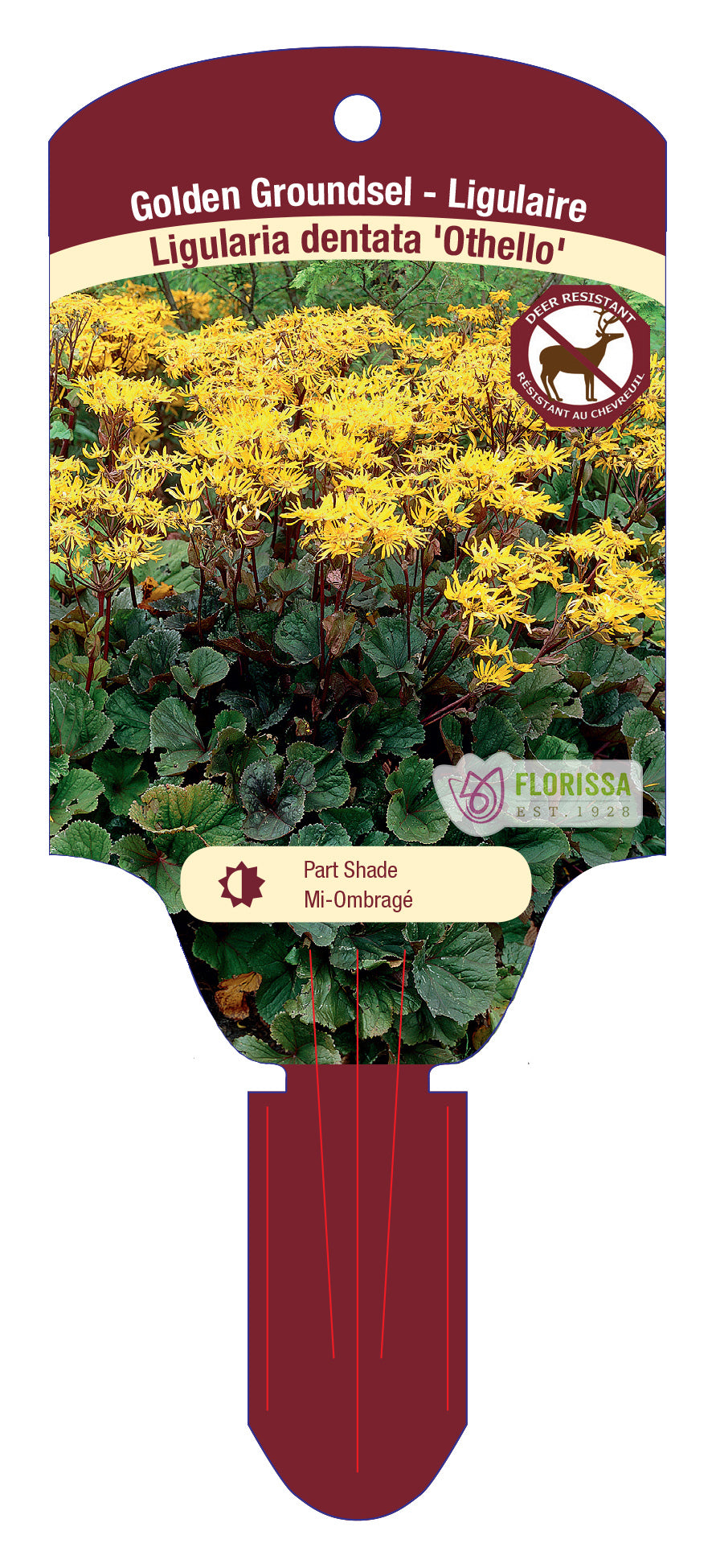 Golden Groundsel 'Othello'