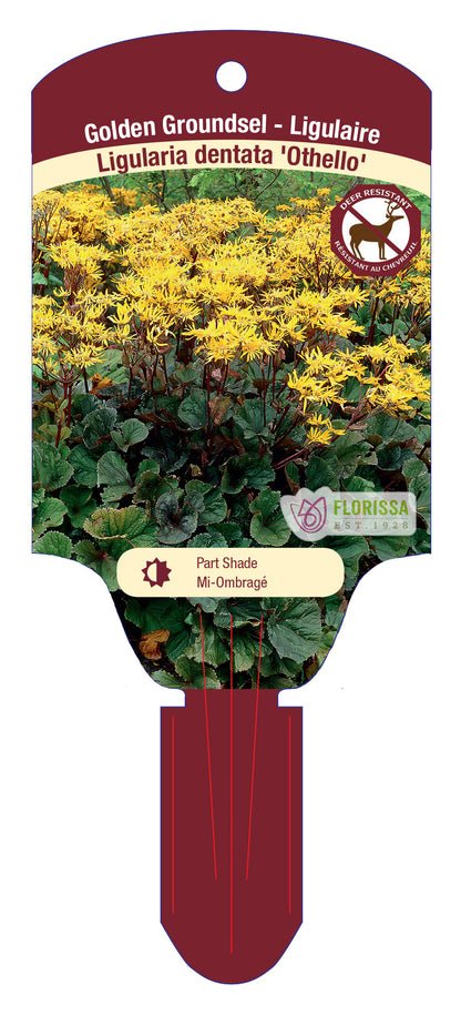 Golden Groundsel 'Othello'