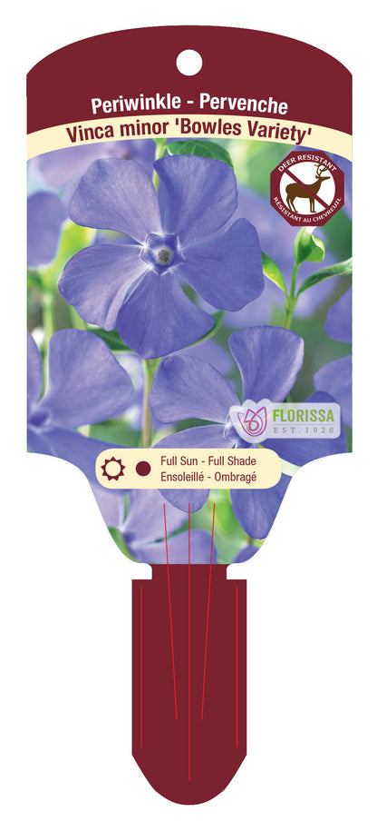 Periwinkle