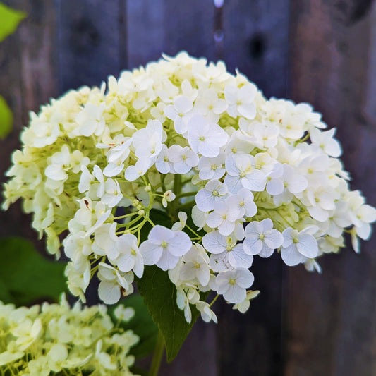 Hydrangea 'Annabelle'
