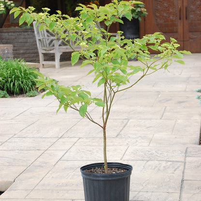 Dogwood 'Pagoda'