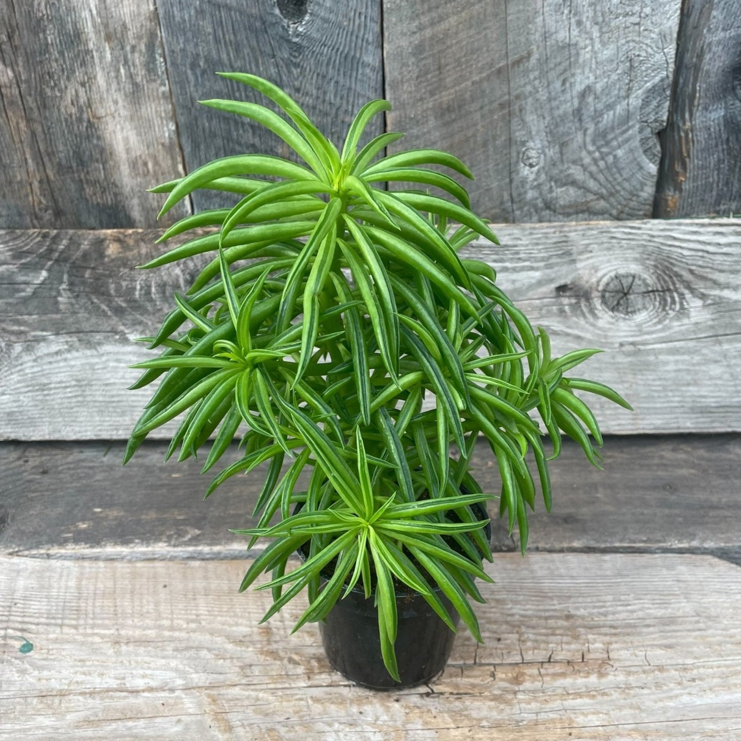 Peperomia Farreyrae 'Happy Bean' 4" Pot