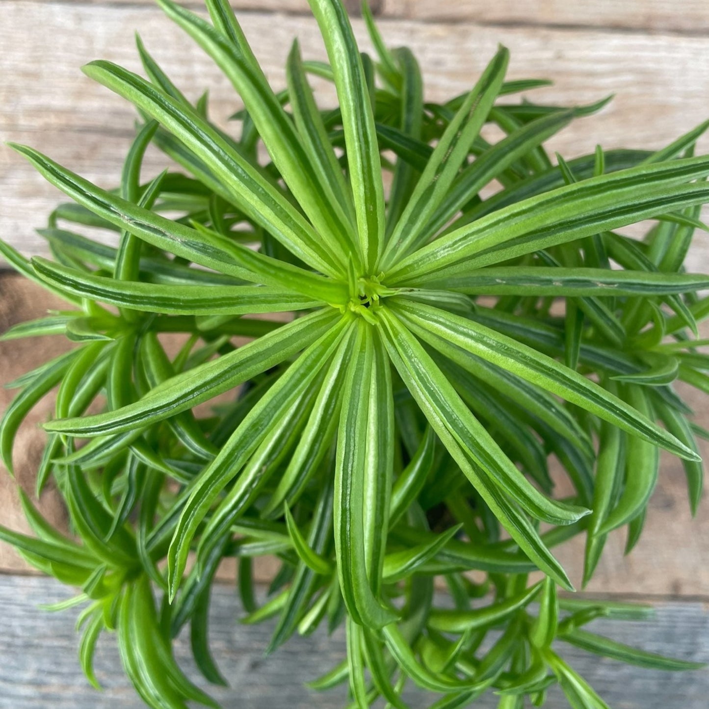 Peperomia Farreyrae 'Happy Bean' 4" Pot