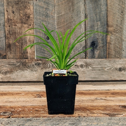 Hemerocallis EveryDayLily Red Ribs 5.5" Pot