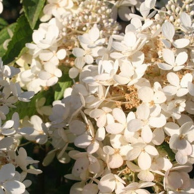 Hydrangea 'Phantom'