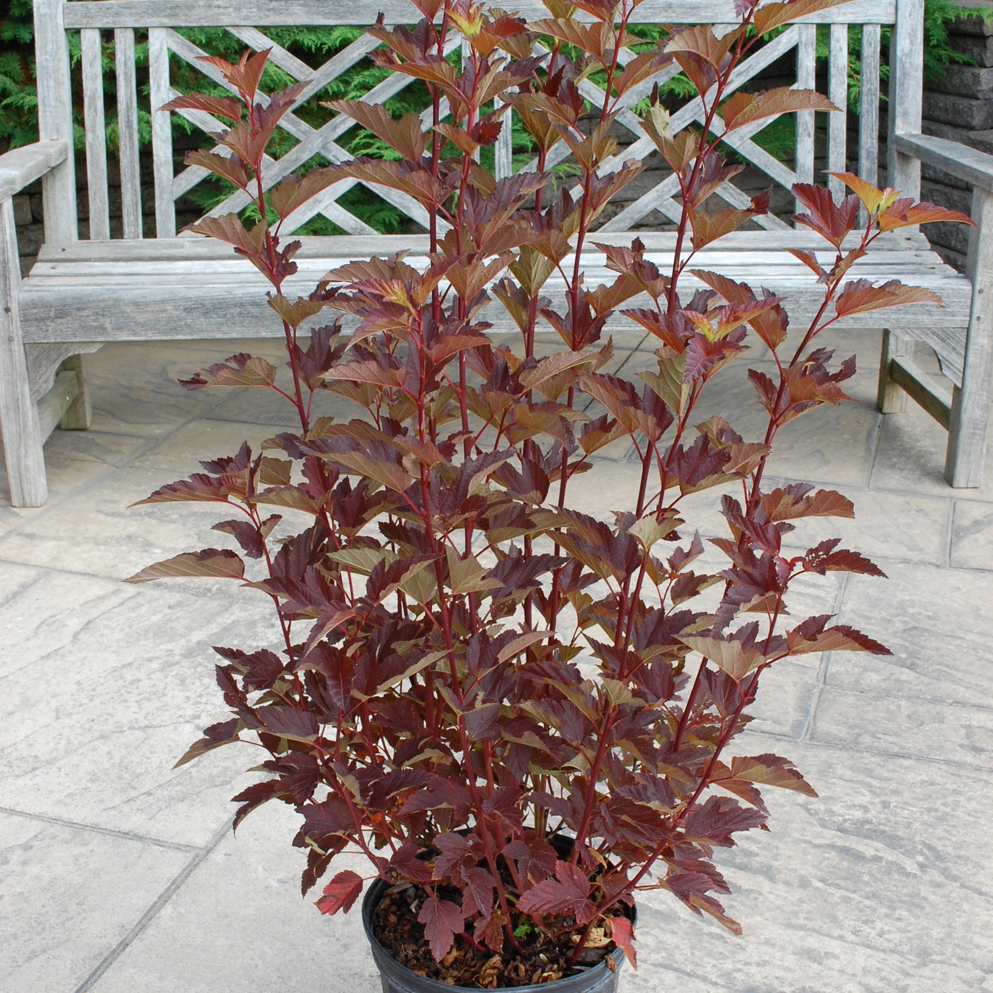 Ninebark 'Mahogany Magic'