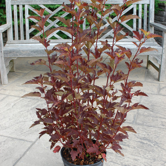 Ninebark 'Mahogany Magic'