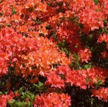 Azalea 'Mandarin Lights'