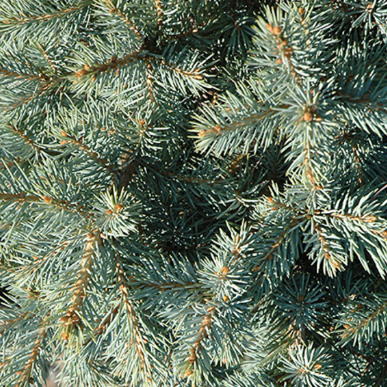 Spruce 'Alberta' Dwarf
