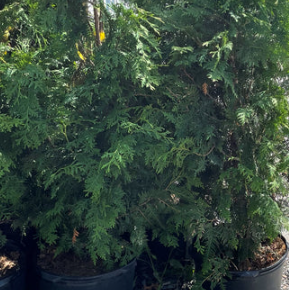 Cedar White Hedging 125cm