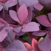 Barberry 'Royal Cloak'