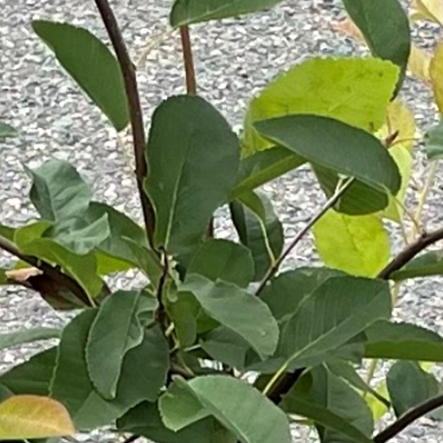 Saskatoon Serviceberry 'Regent'