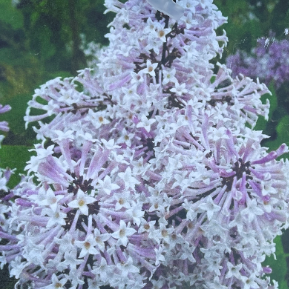 Lilac 'Miss Kim Dwarf'