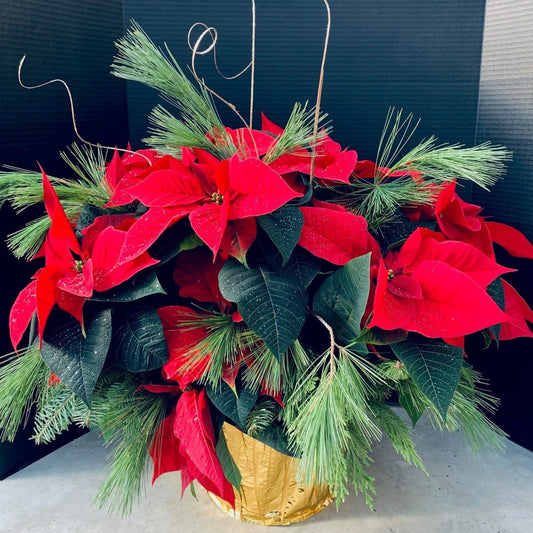 Poinsettia 10" Decorated Fancy RED