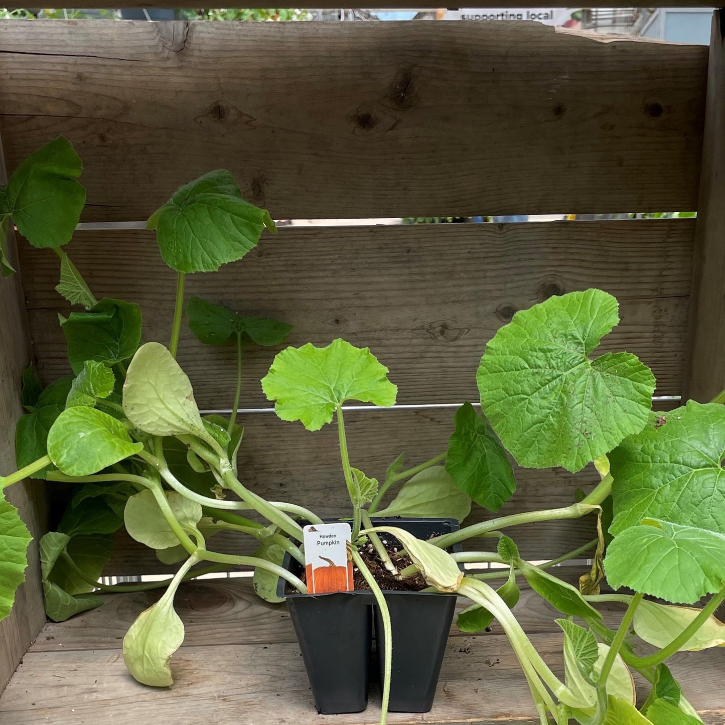 Pumpkin 'Howden'