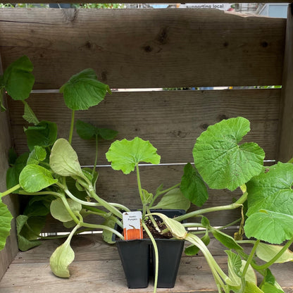 Pumpkin 'Howden'