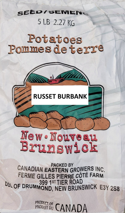 Potatoes Russet Burbank Seed