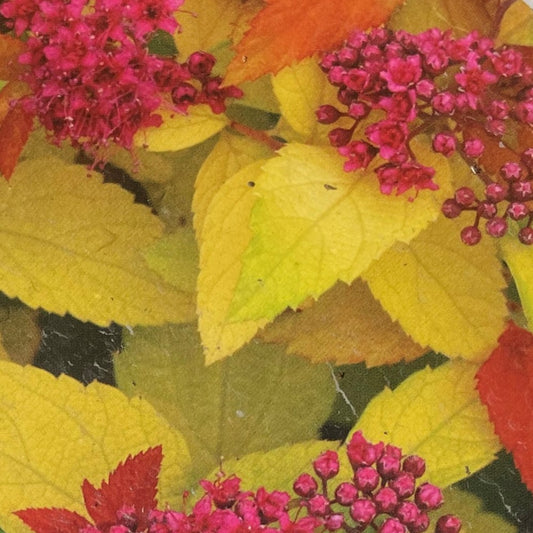 Spirea 'Double Play® Candy Corn®'