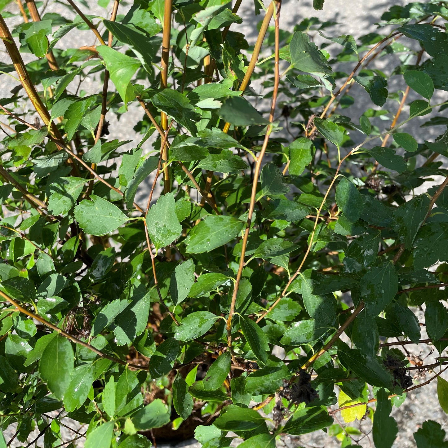 Spirea 'Renaissance'