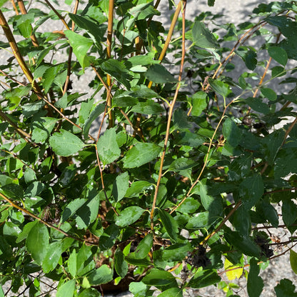 Spirea 'Renaissance'