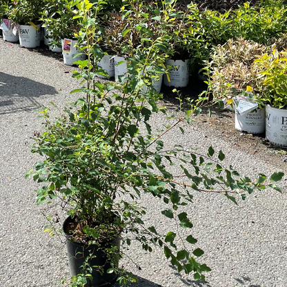 Spirea 'Renaissance'