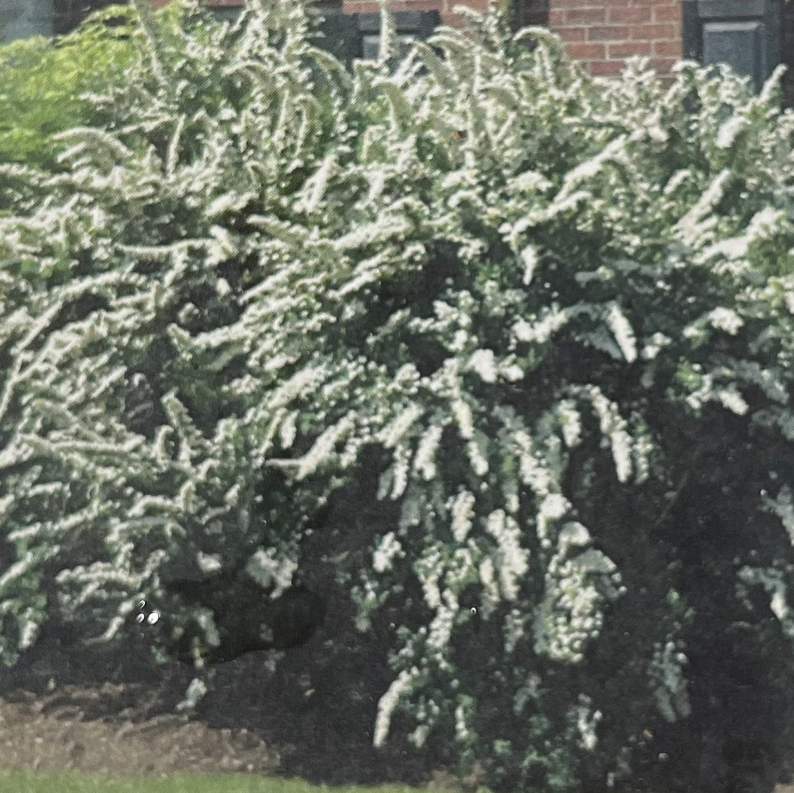 Spirea 'Renaissance'