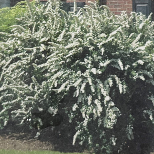 Spirea 'Renaissance'