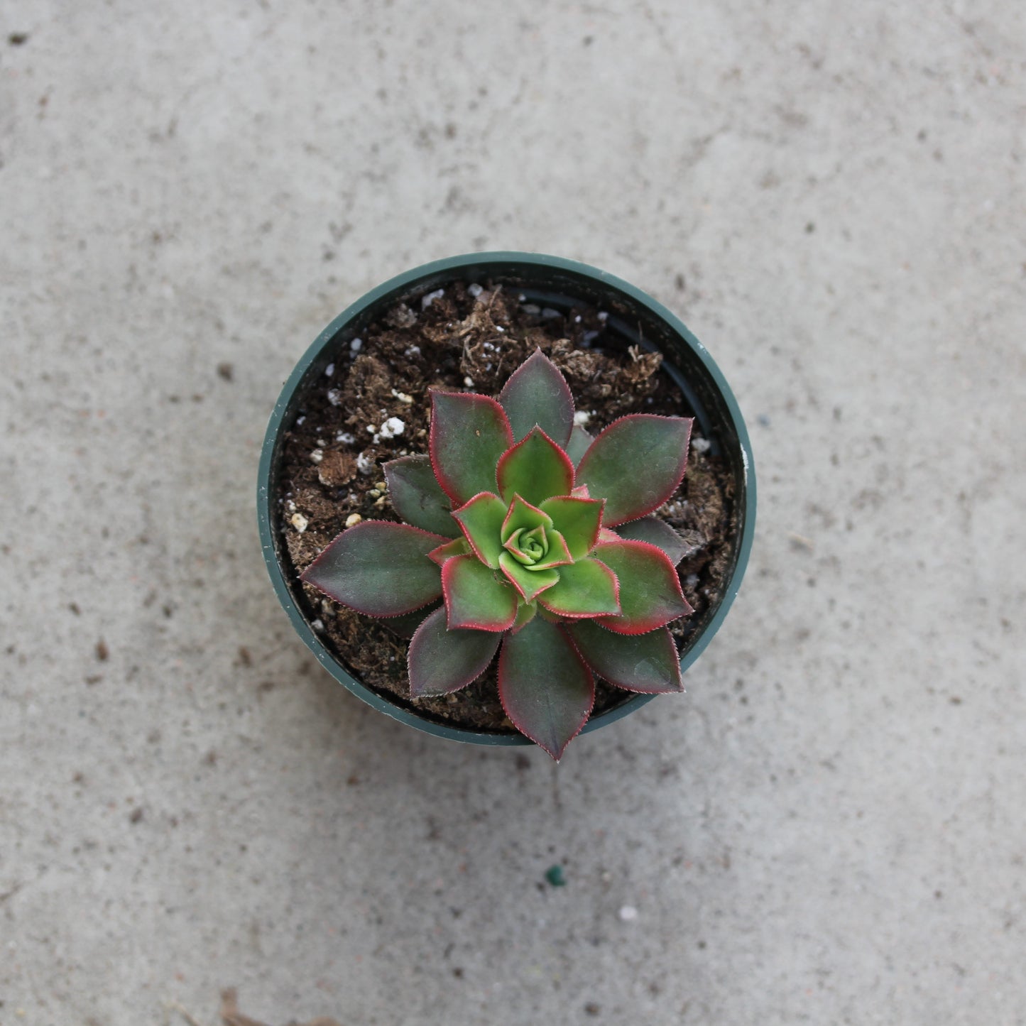 Aeonium 'Kiwi'