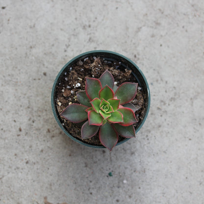 Aeonium 'Kiwi'