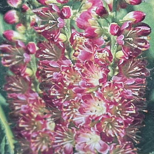 Summersweet 'Ruby Spice'