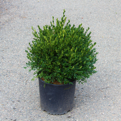 Boxwood 'Green Gem'