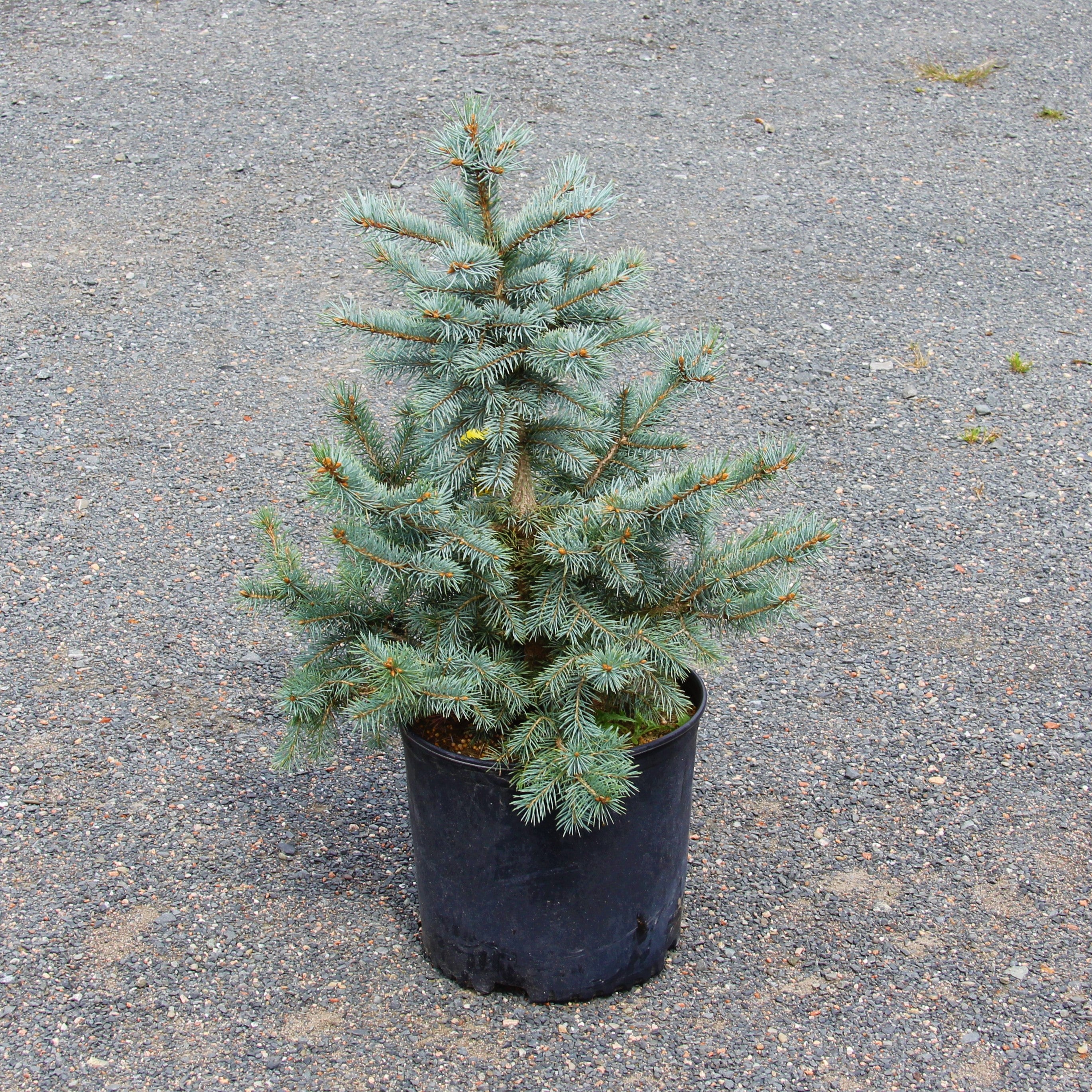 Spruce 'Baby Blue'
