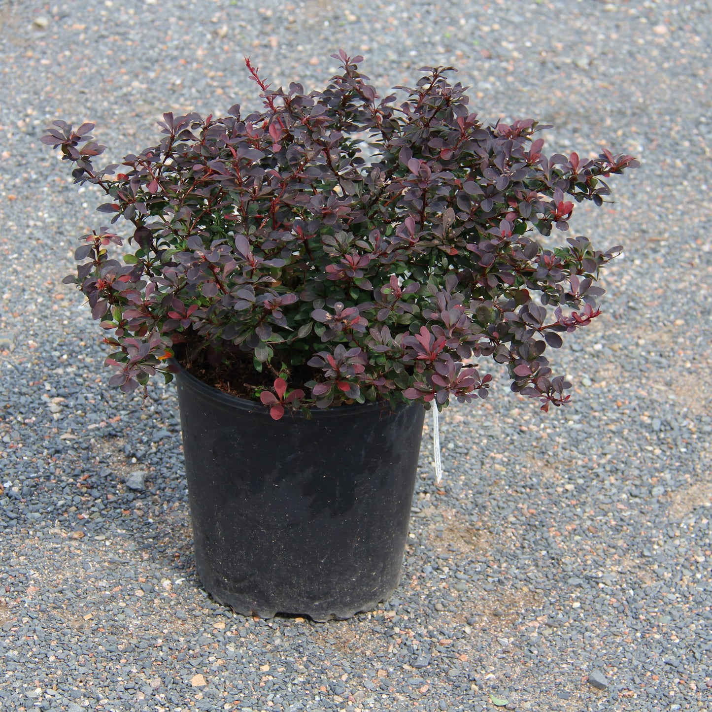 Barberry 'Royal Burgundy®'