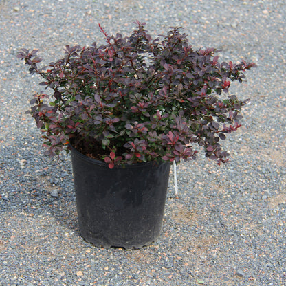 Barberry 'Royal Burgundy®'