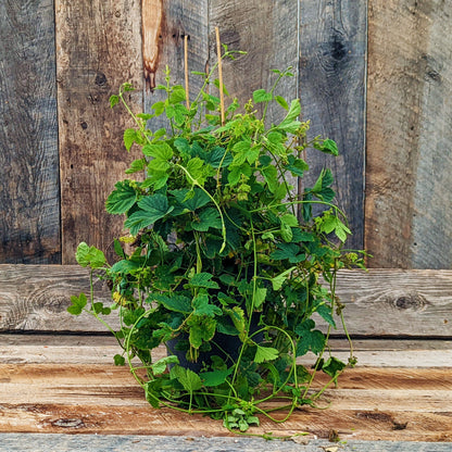 Hops 'Nugget'