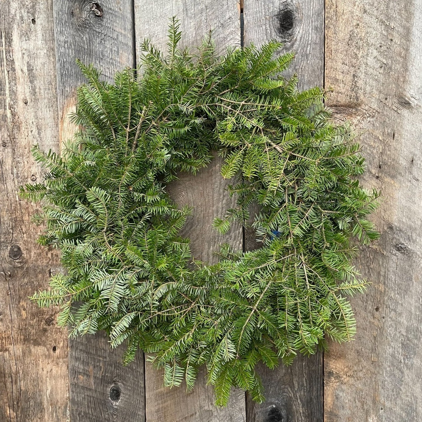 Wreath, 12" DF/SR Fresh (WG)