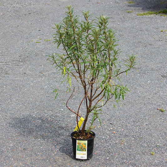 Sea Buckthorn 'Orange Russian'