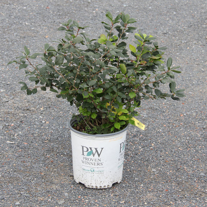 Winterberry 'Mr Poppins'