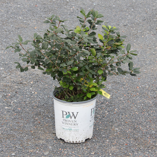 Winterberry, Mr Poppins 2gal