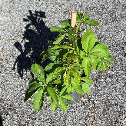 Virginia Creeper 'Engleman'