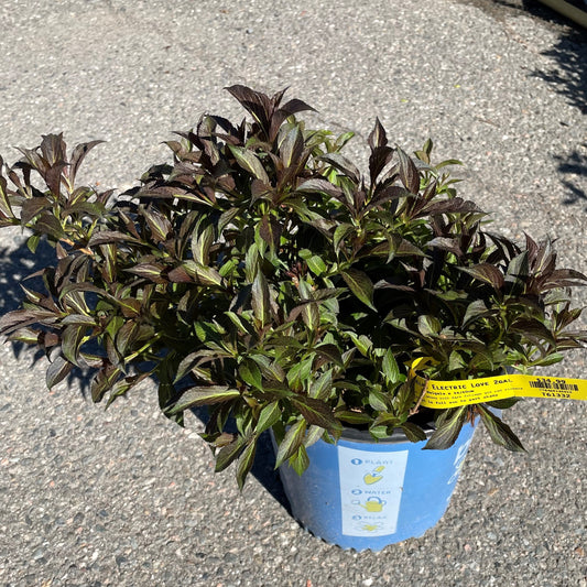 Weigela Electric Love 2gal