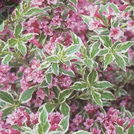 Weigela 'My Monet Purple Effect®'