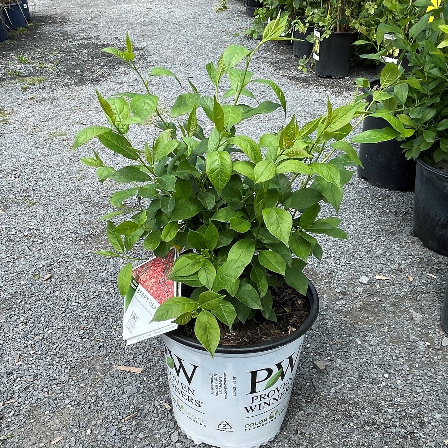 Winterberry 'Berry Heavy'