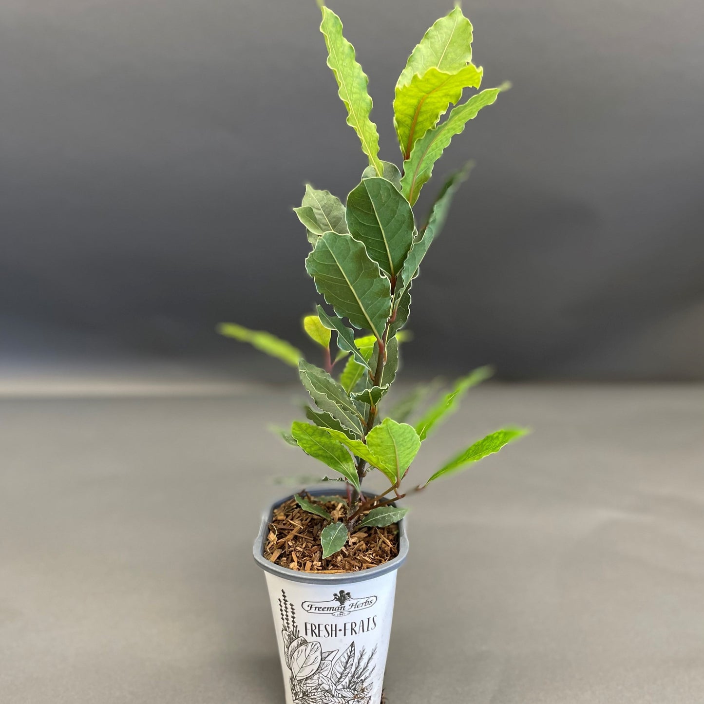 Bay Leaf