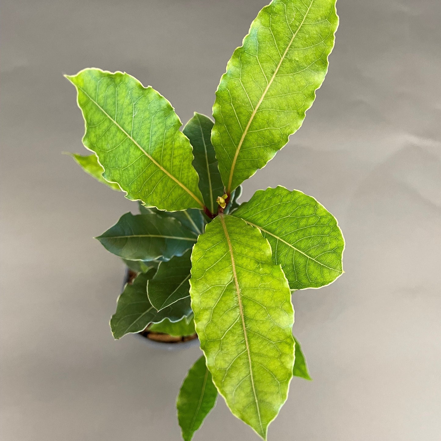 Bay Leaf