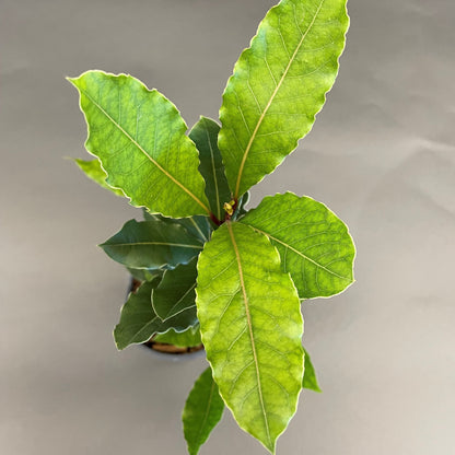 Bay Leaf